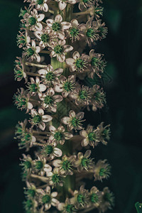 美国种草PhytolaccaAmericana在萌图片