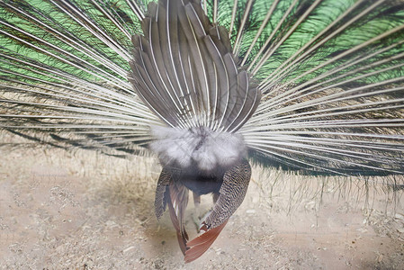 孔雀的尾巴任图片