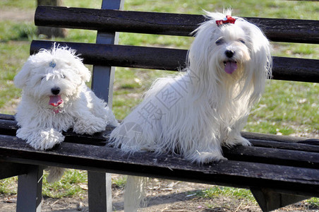 两只麦芽狗在公园图片