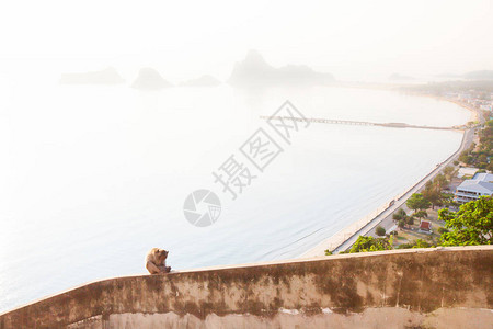 孤独的猴子在山海湾和城市背景的屋顶阳台上日落时间夏季柔和的光线图片