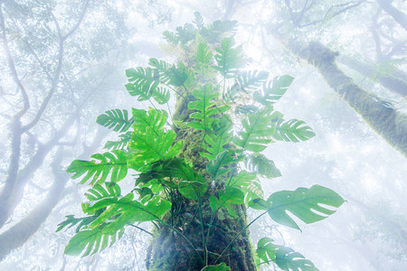 雾中的古老热带树和枝上的新鲜植物苔藓地衣和蕨类植物纯净的大自然图片