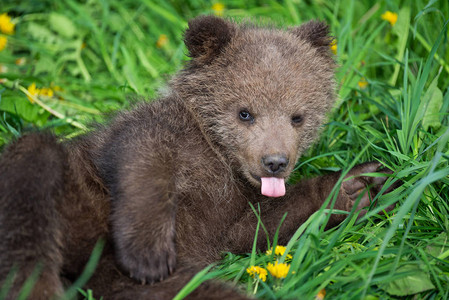 熊熊维尼棕熊幼在夏日田里玩耍Ursusarctos在青草中背景