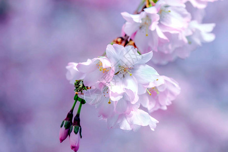 日本樱桃春天和花枝图片
