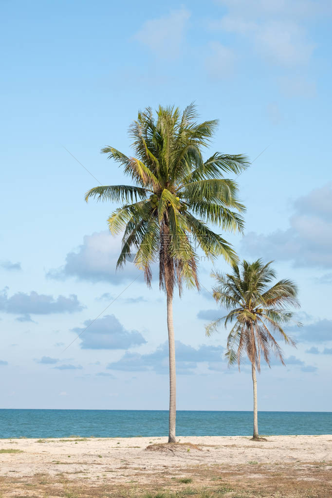 海滩边的椰子树在图片