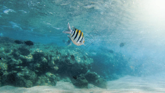 在红海的死岩芯周围游动大量多彩珊瑚鱼漂图片