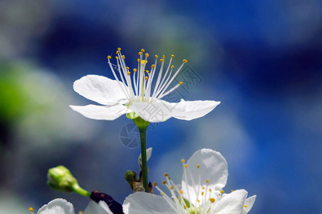 白色樱花的侧面景色浅的田图片
