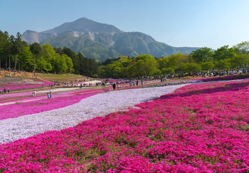 日本埼玉县秩父市以武科山为背景的羊山公园春季色彩斑斓的芝樱福禄考粉苔图片