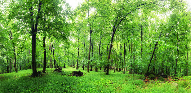 绿色的森林和草与树图片