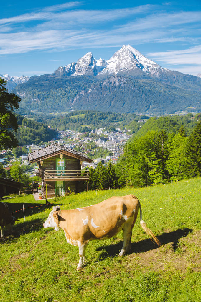 田园诗般的高山风景的美丽全景与传统的山间小屋和牛在绿色草地上放牧在一个美丽的阳光明媚的日子与蓝天图片