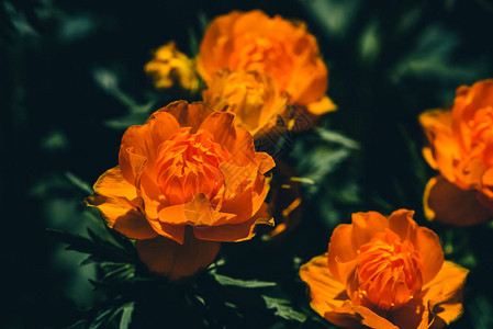 特罗利乌斯亚洲人组在绿地上复制了空间美丽的花朵橙色的花图片