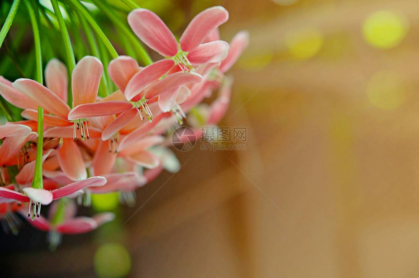 粉红花背景大自然美丽托轮设计春季自图片