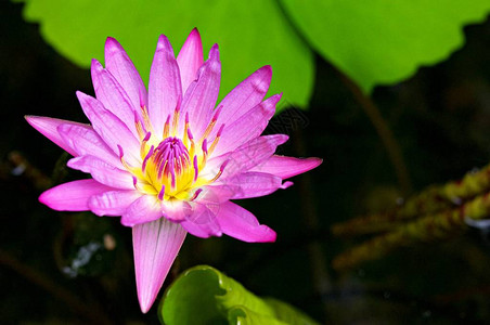 荷花开夏天公园里白莲花开荷叶图片