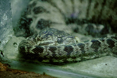 亚马逊树蟒蛇是在南美洲发现的无毒蛇图片