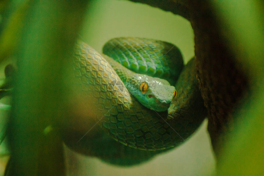 红树林毒蛇是毒蛇严重中毒和快咬图片