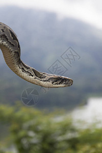 查看大自然中的蟒蛇背景图片