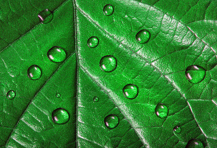 叶子上的水滴绿色的叶子图片