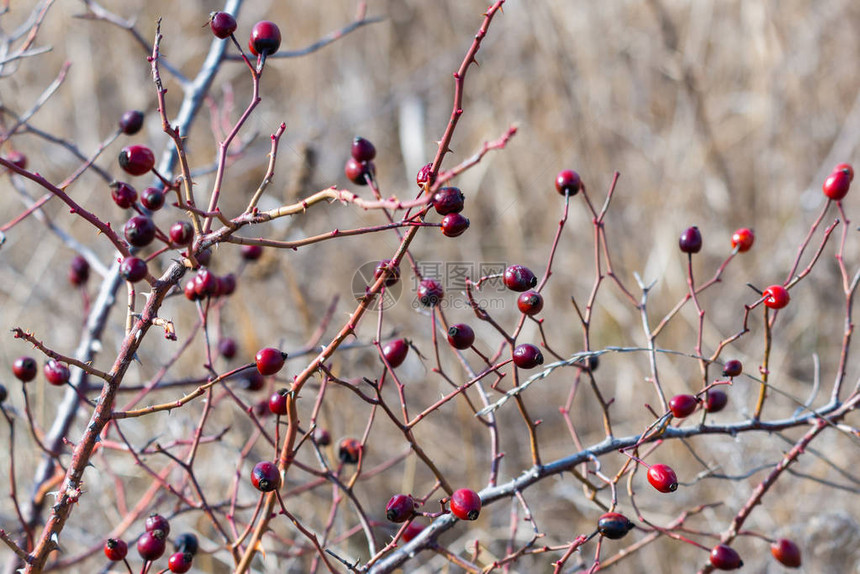 成熟浆果的臀部灌木丛灌木上的dogrose的浆果野玫瑰的果实多刺的dogrose红玫瑰果红色成熟的野蔷薇浆图片