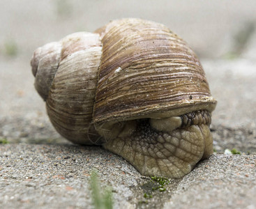 城市人行道上的蜗牛图片