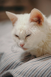 白猫在床上图片