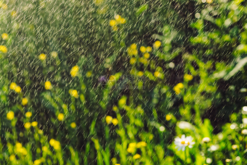 甘菊在雨中大雨中的雏菊倾盆大雨中的玛格丽特美丽的花朵上的湿滴水滴中丰富生动的绿草背景与雨滴中的植图片