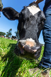 弗瑞荷尔斯坦奶牛头在绿草图片