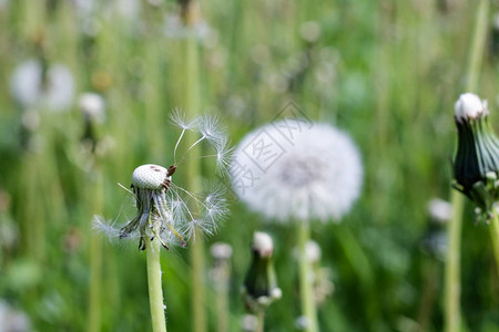 田野上白色蓬松的蒲公英花朵近在咫尺图片