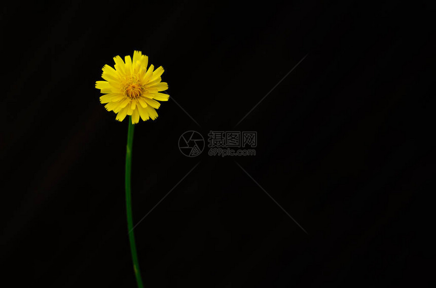 花朵的黄色颜在暗底背景与文字图片