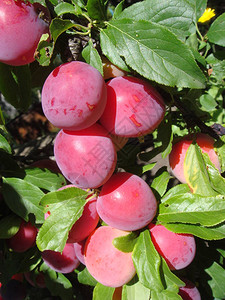 树枝上的红李子果实图片