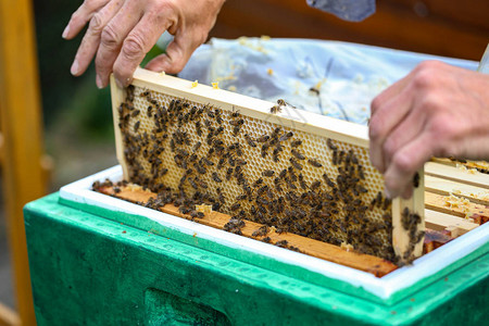 养蜂员与蜜蜂一起图片