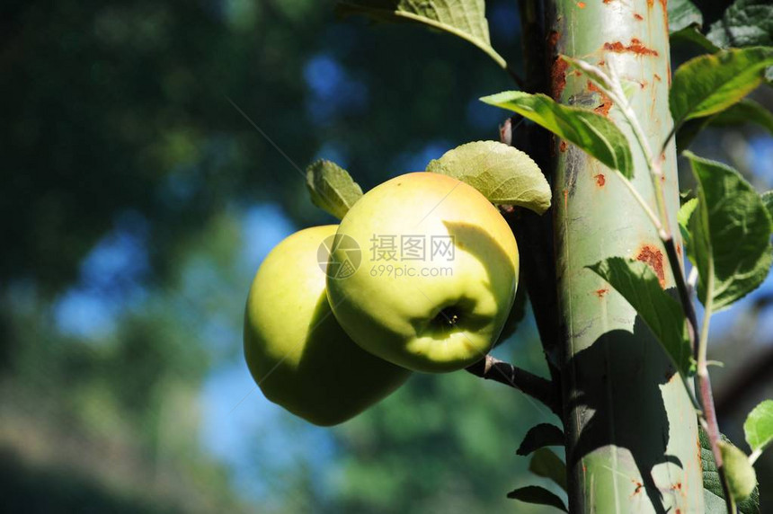 准备好采摘的苹果图片