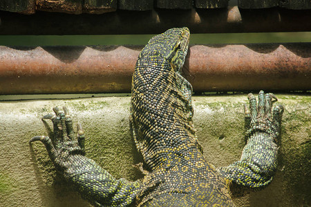 尼罗河监测器是非洲最大的蜥蜴爬行动物图片