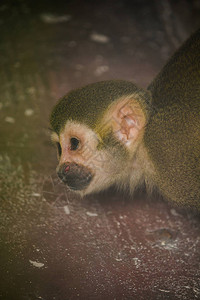 松鼠猴是只小猴子在南美成立背景图片