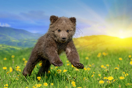 熊熊维尼棕熊幼在夏日田里玩耍Ursusarctos在青草中背景