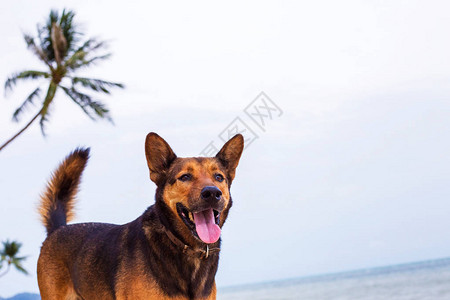 一个快乐的狗在沙滩玩图片
