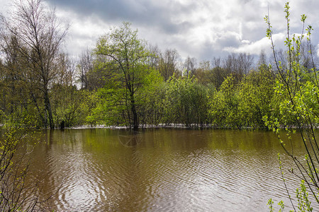 风景在高水位期间被淹没的春天树丛图片