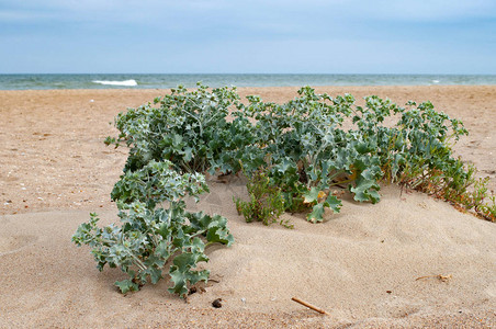 乌克兰黑海沿岸干净的沙地上生长着白芨植物灌木新鲜的刺植物束在沙质背景上夏季质前景与沙漠仙人背景图片