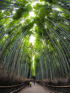 日本京都岚山竹林小径图片