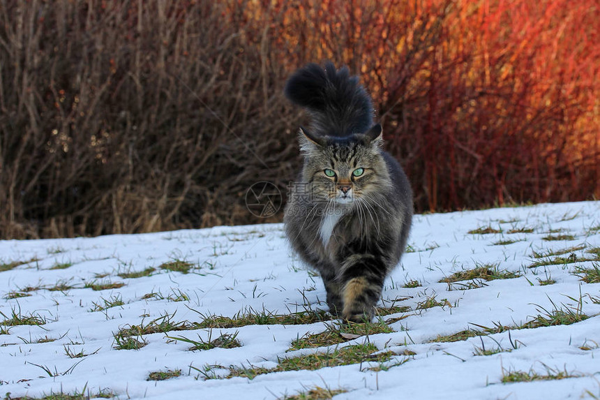 冬季捕猎挪威的森林猫挪威的森林在雪图片