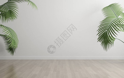 白色空房间和木板层地板绿色植物框背景图片