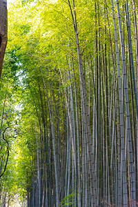 ArashiyamaBambooGroveZen花园图片