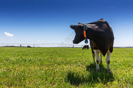 霍尔斯坦的奶牛饲养弗里图片