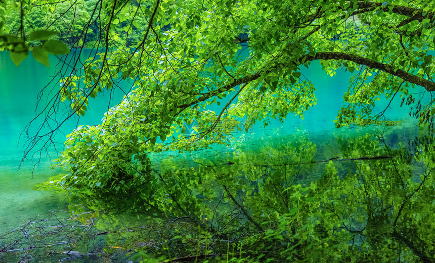 九寨沟湖与林木九寨沟是著名的自然风景区森林茂密图片