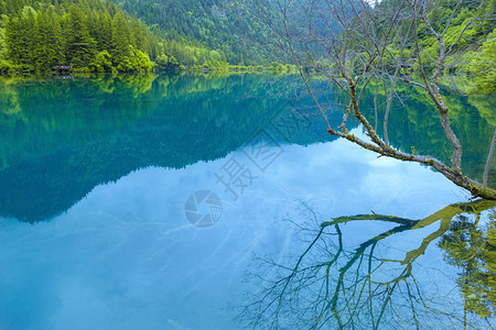 九寨沟山中的湖泊和枯枝群山环抱的湖泊反映了九寨沟风景区的山峰和枯图片