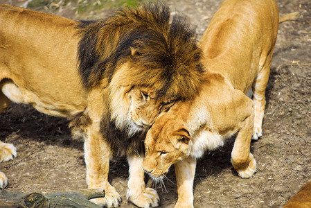 美丽的雄狮与母狮子家族图片