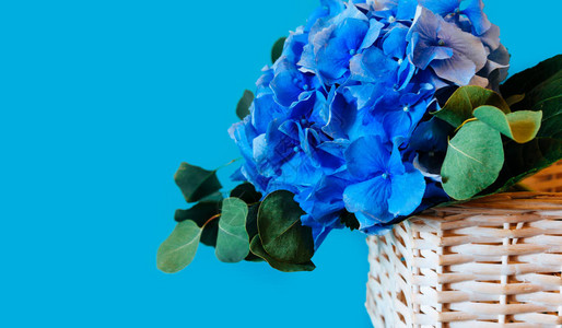 蓝色背景上的花束蓝色绣球花图片