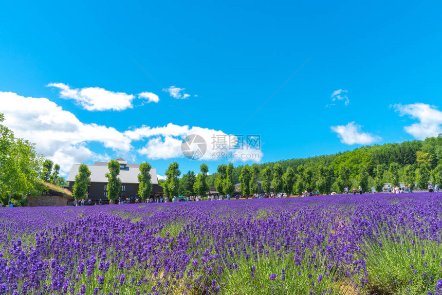 日本北海道富拉诺的托米塔农场有自然背景的夏日阳光明媚图片