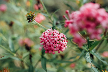 Flower粉红色颜图片