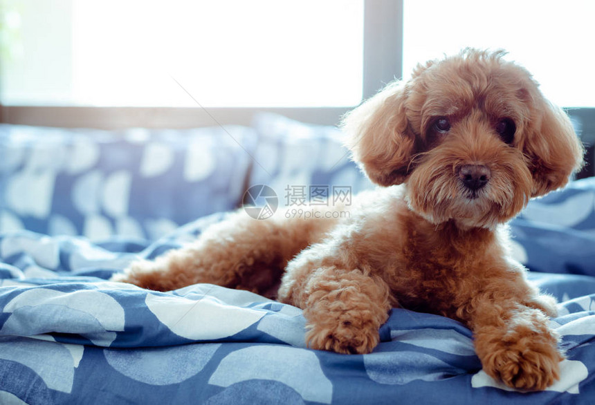 一只可爱的棕色狗在早上醒来后自己放松了起来阳光照在乱图片