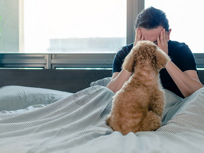 一只可爱的年轻棕色贵宾犬看着主人图片