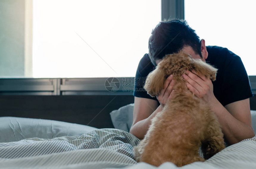 一只可爱的棕色贵宾犬在早上醒来图片